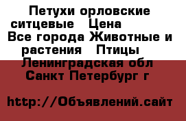 Петухи орловские ситцевые › Цена ­ 1 000 - Все города Животные и растения » Птицы   . Ленинградская обл.,Санкт-Петербург г.